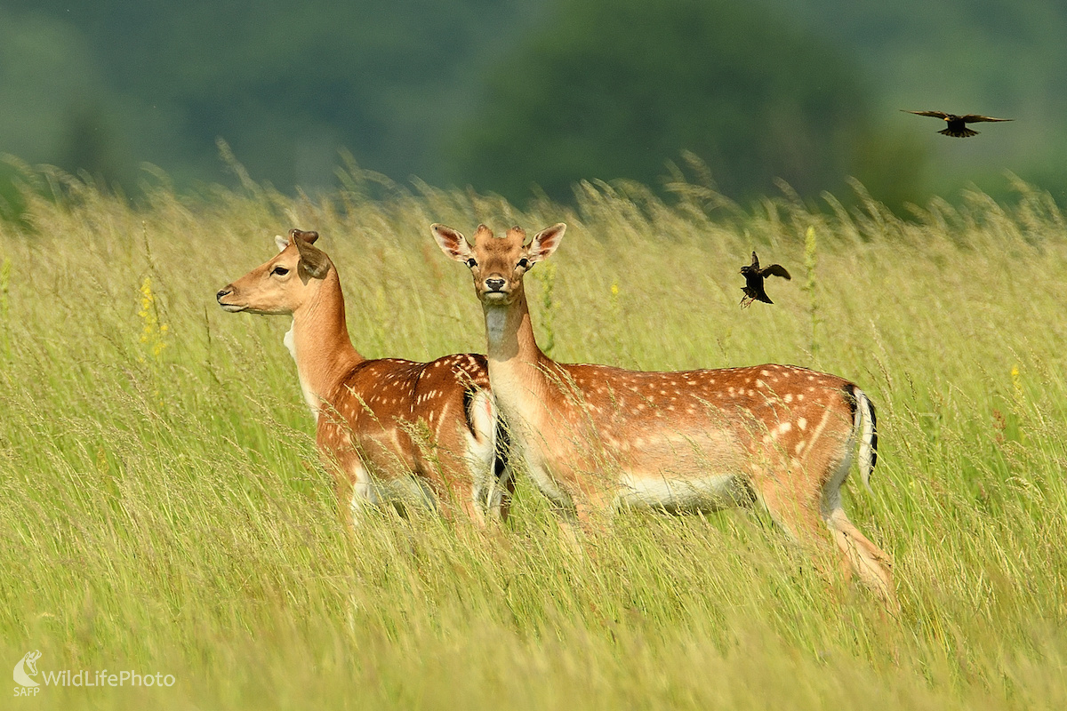 Už im pučia... (Vladimír Sabo)