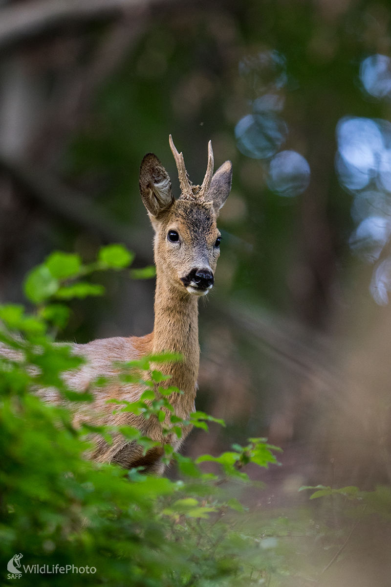 V mladej bučine (Martin Vondra)
