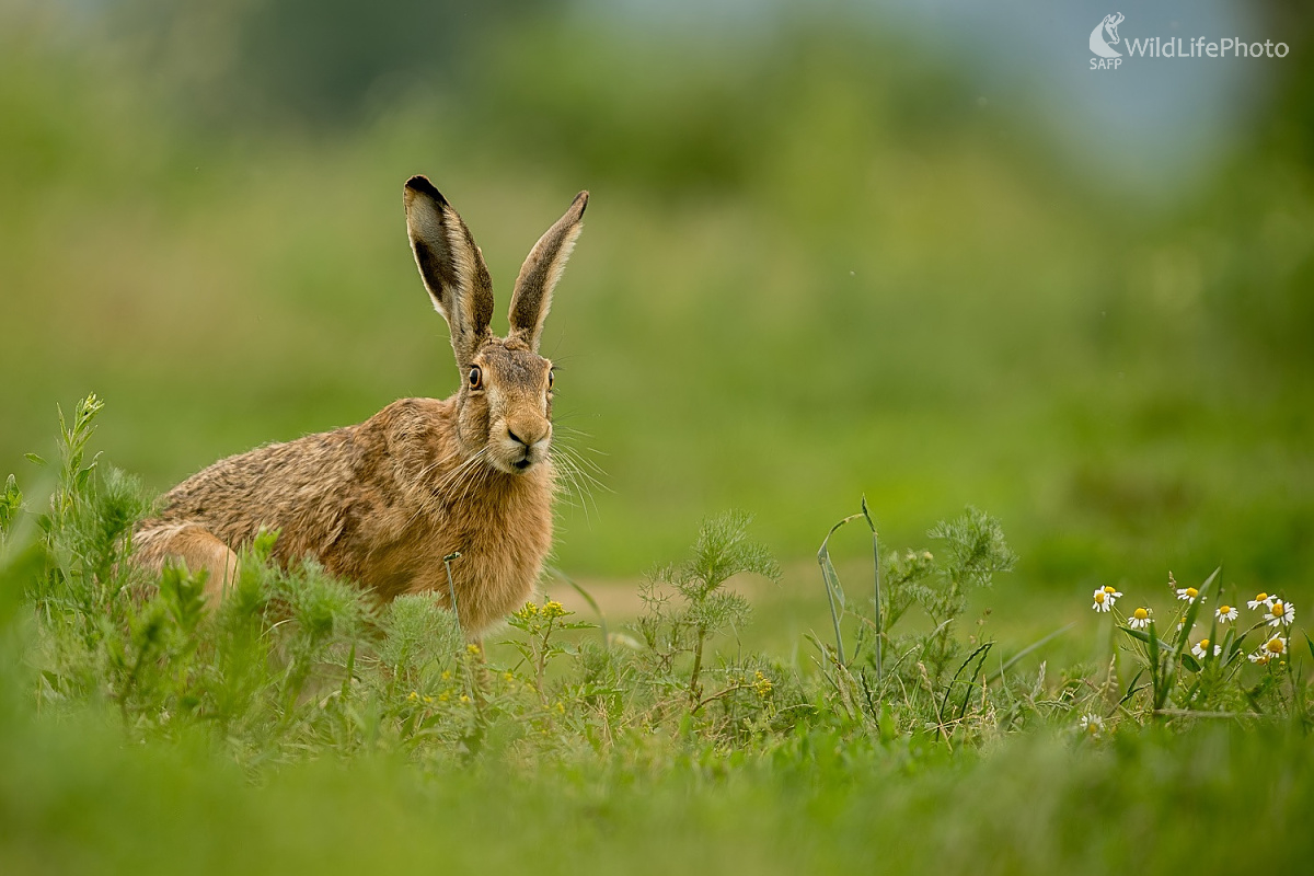 Zajko (Ľubomír Ondráško)