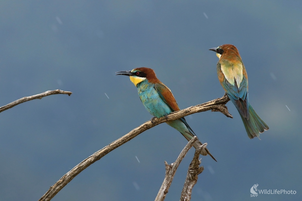 V daždi (Maroš Detko)