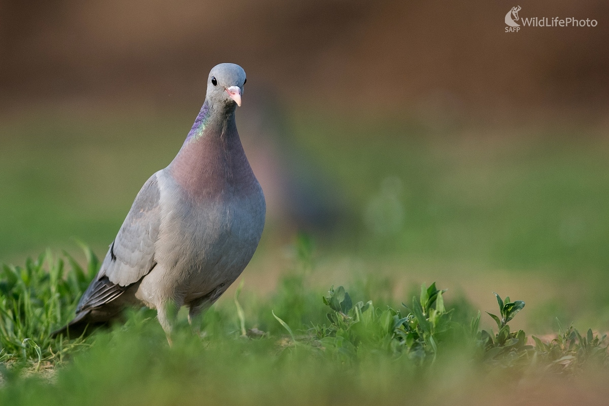 Holúbok (Ľubomír Ondráško)