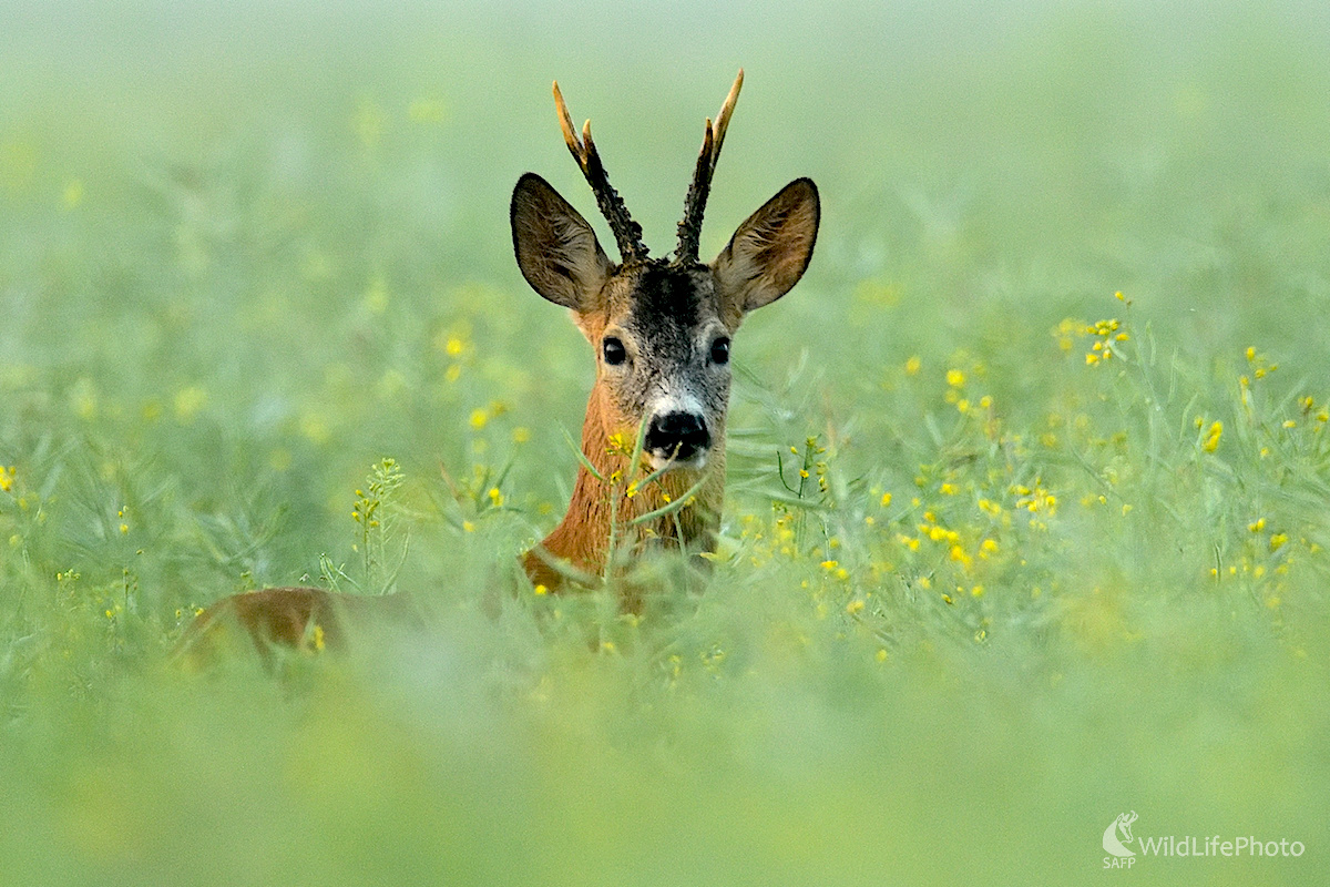 V rannom opare. (Vladimír Sabo)