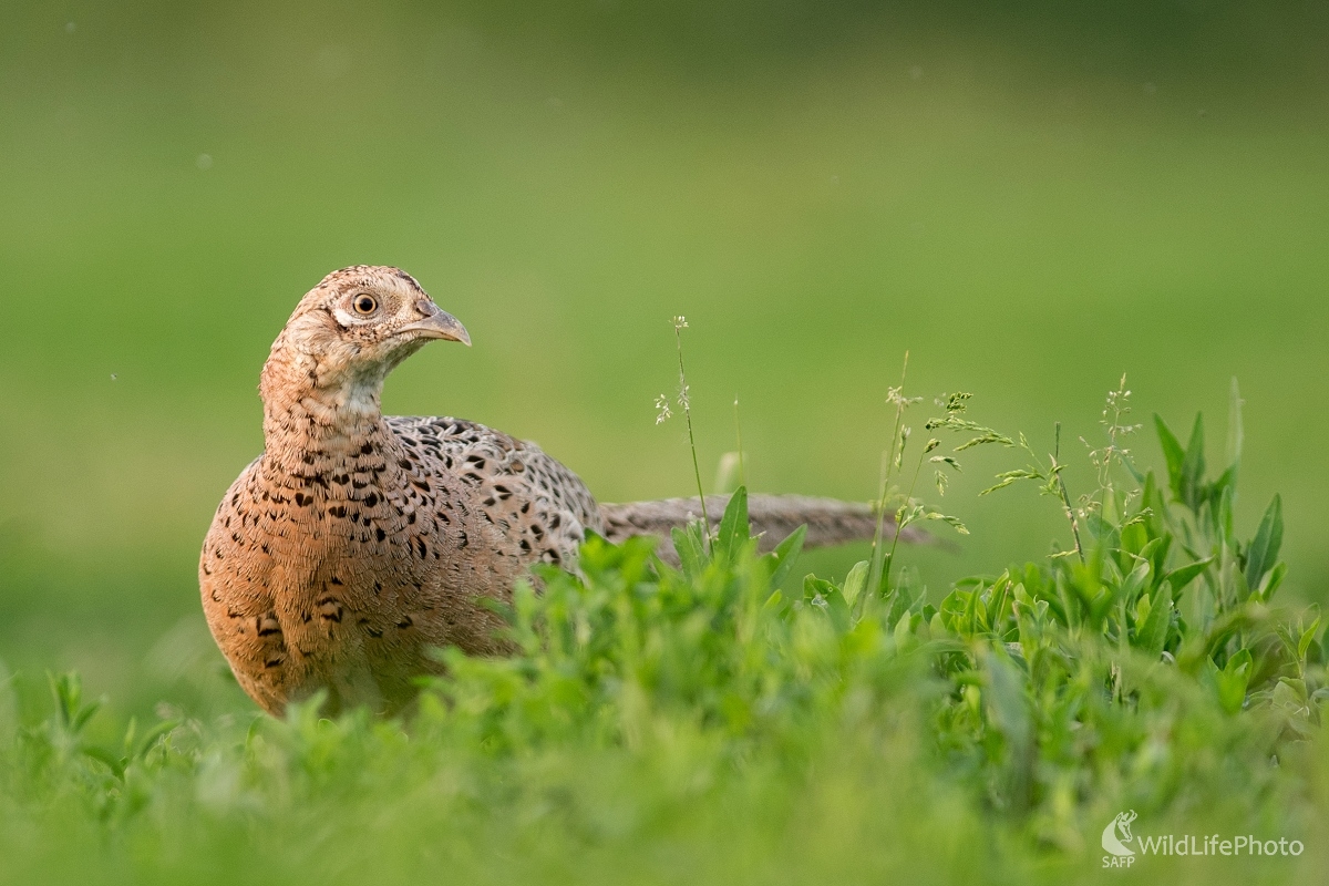 Slepička (Ľubomír Ondráško)