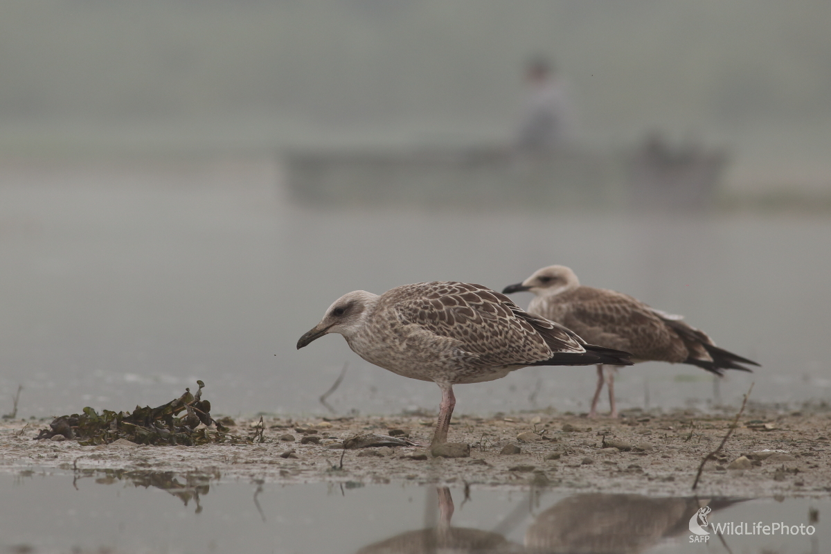 Dlhé čakanie na rybu (Jaroslav Šubjak)