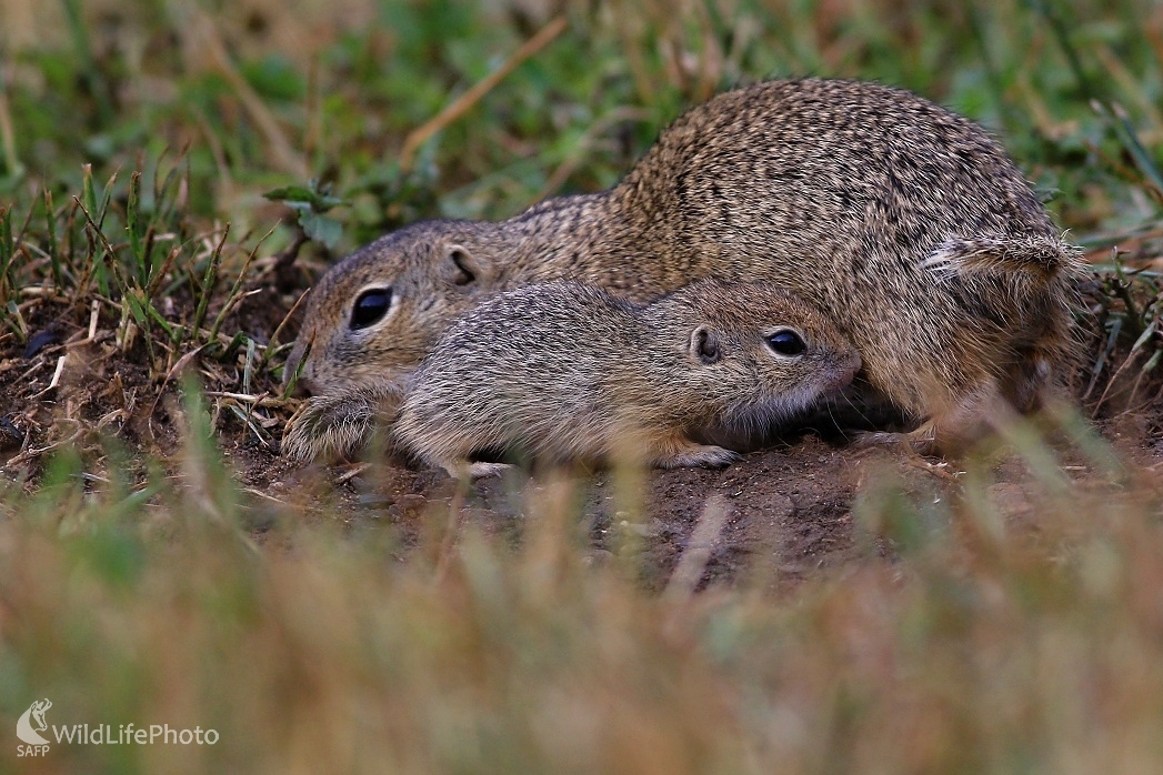 Tohoročná mlaď (Maroš Detko)