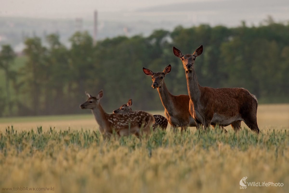 Na večernej prechádzke (Michal Lutonský)