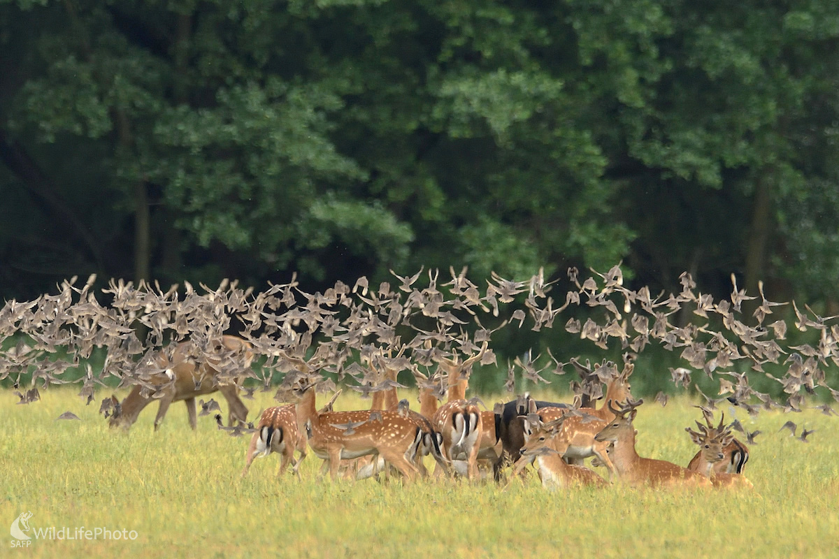 Nálet... (Vladimír Sabo)