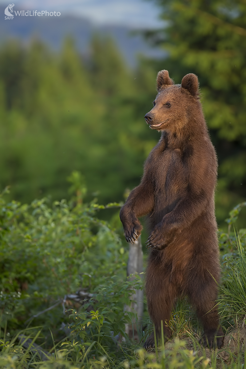 Turista (Ivan Godál)