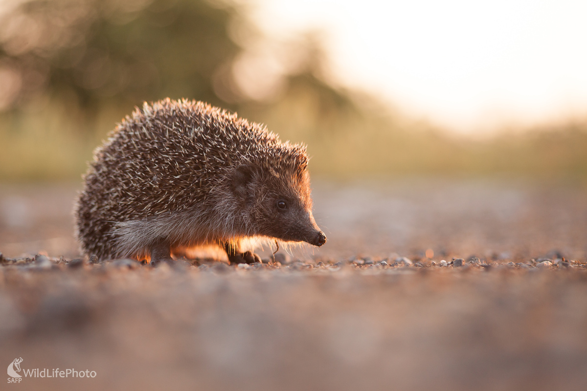 Jež bledý  (Michal Lutonský)