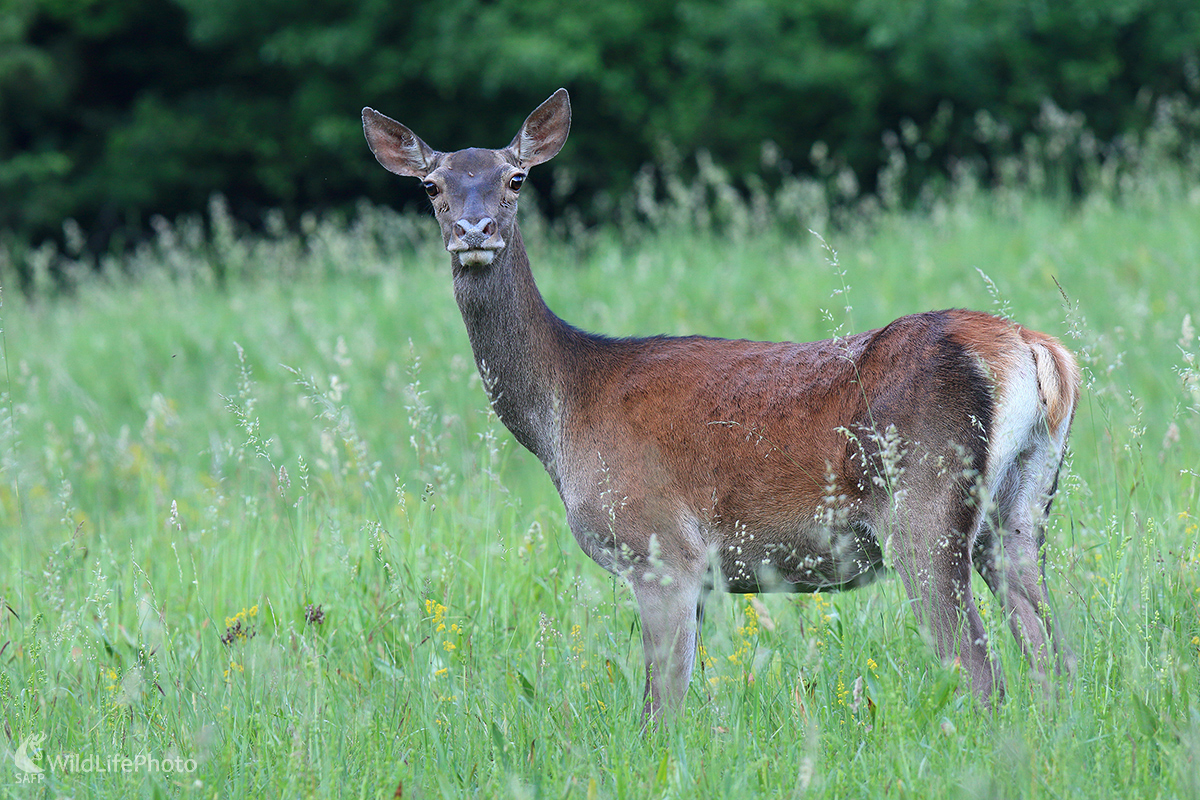 Jelenica (Martin Vondra)