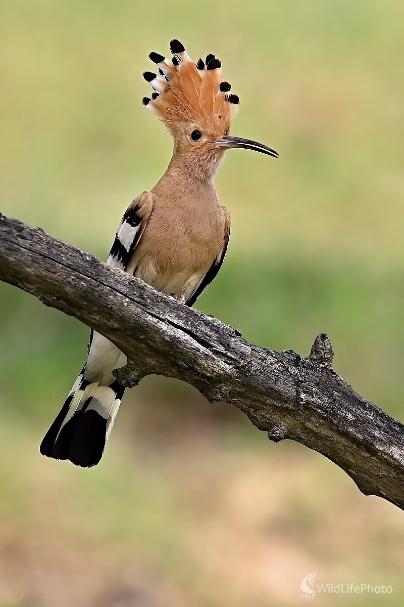 Dudok chochlatý (Upupa epops) (Maroš Detko)