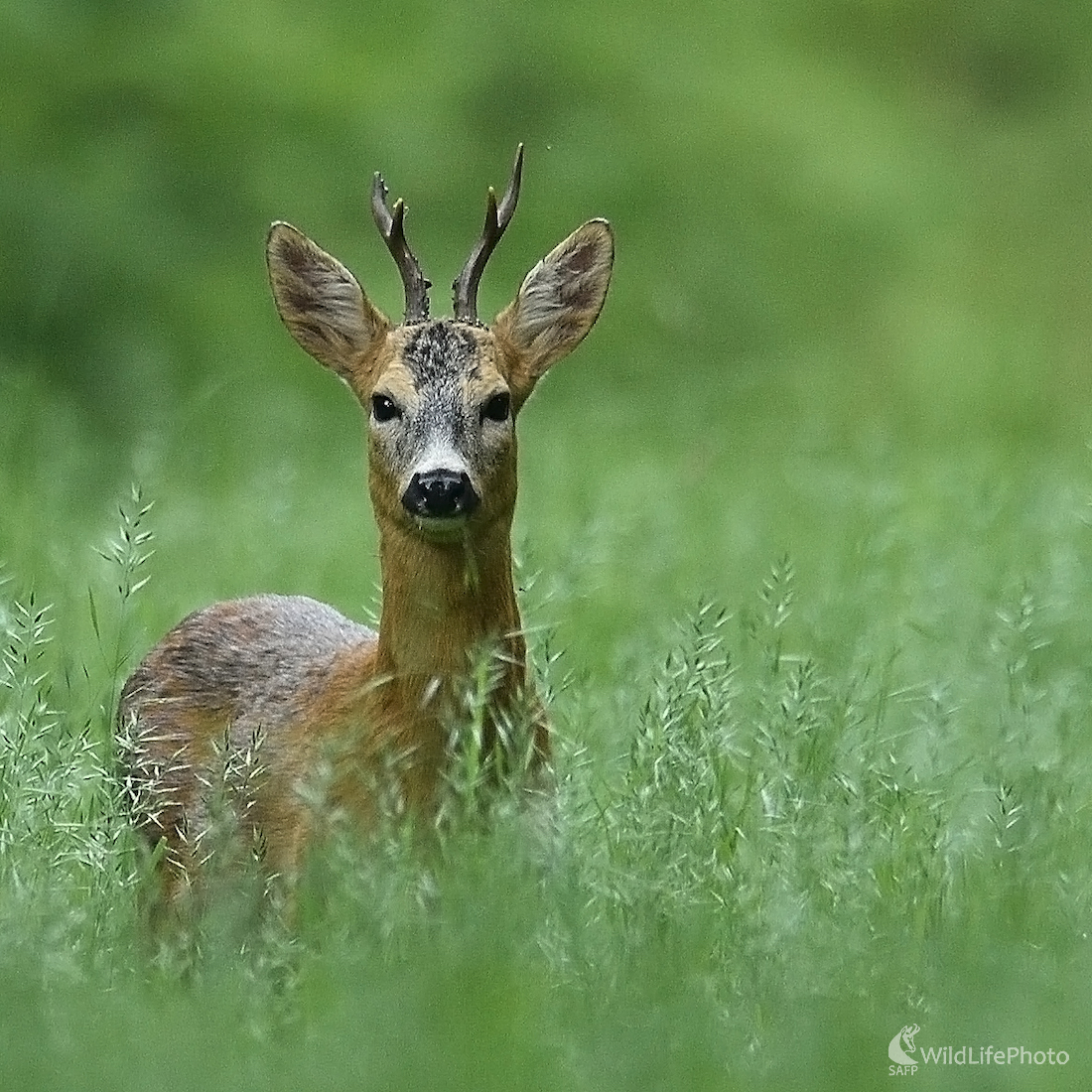 V lúčnom objatí (Vladimír Sabo)