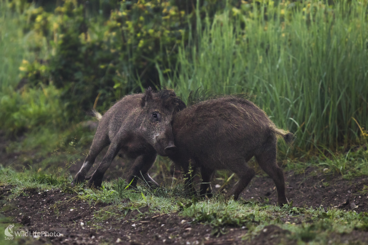 Súboj (Erik Vondra)