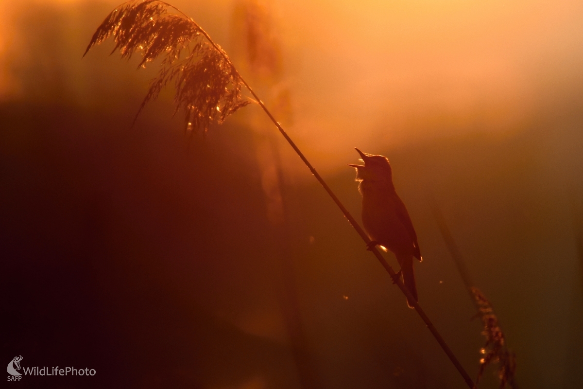 Večerná ária (František Hromada)