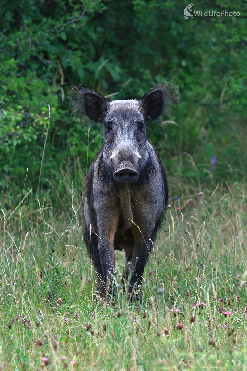 Diviačica (Erik Vondra)