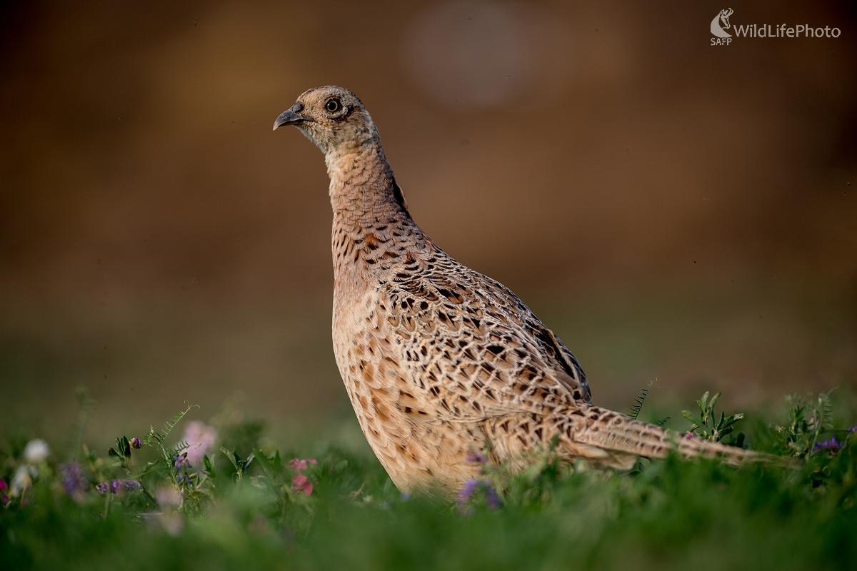 Podvečer (Ľubomír Ondráško)