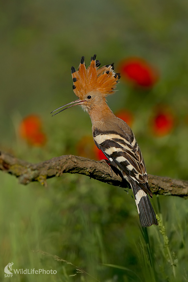 Dudok chochlatý (Dominik Kalata)