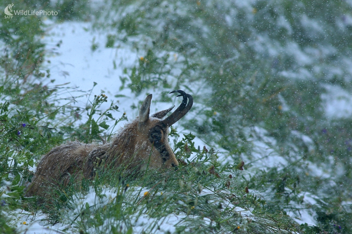 Snehová letná búrka (Maroš Detko)