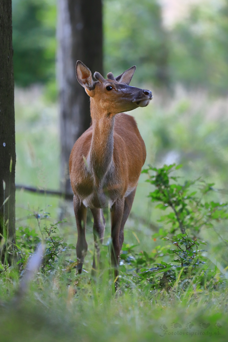 Ticho, niečo počujem (Erik Vondra)