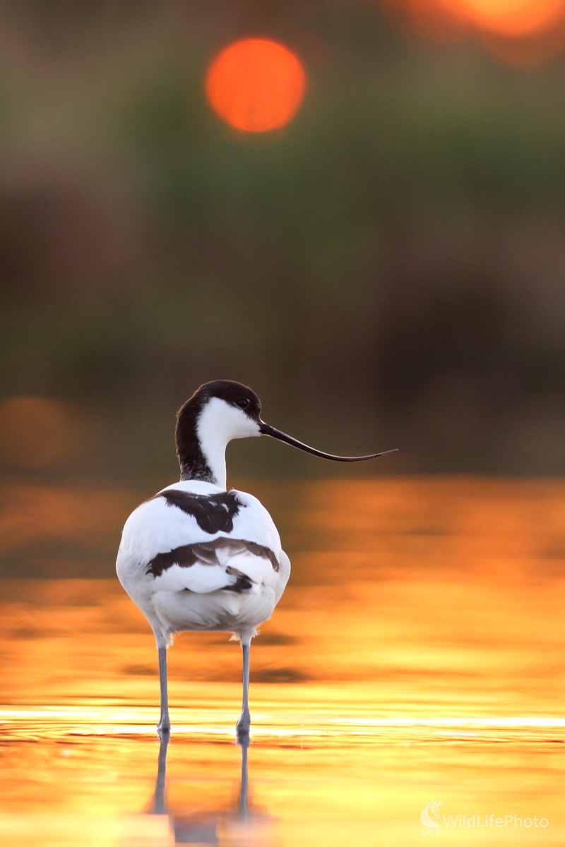 Keď slnko zapadá... (Jaroslav Šubjak)