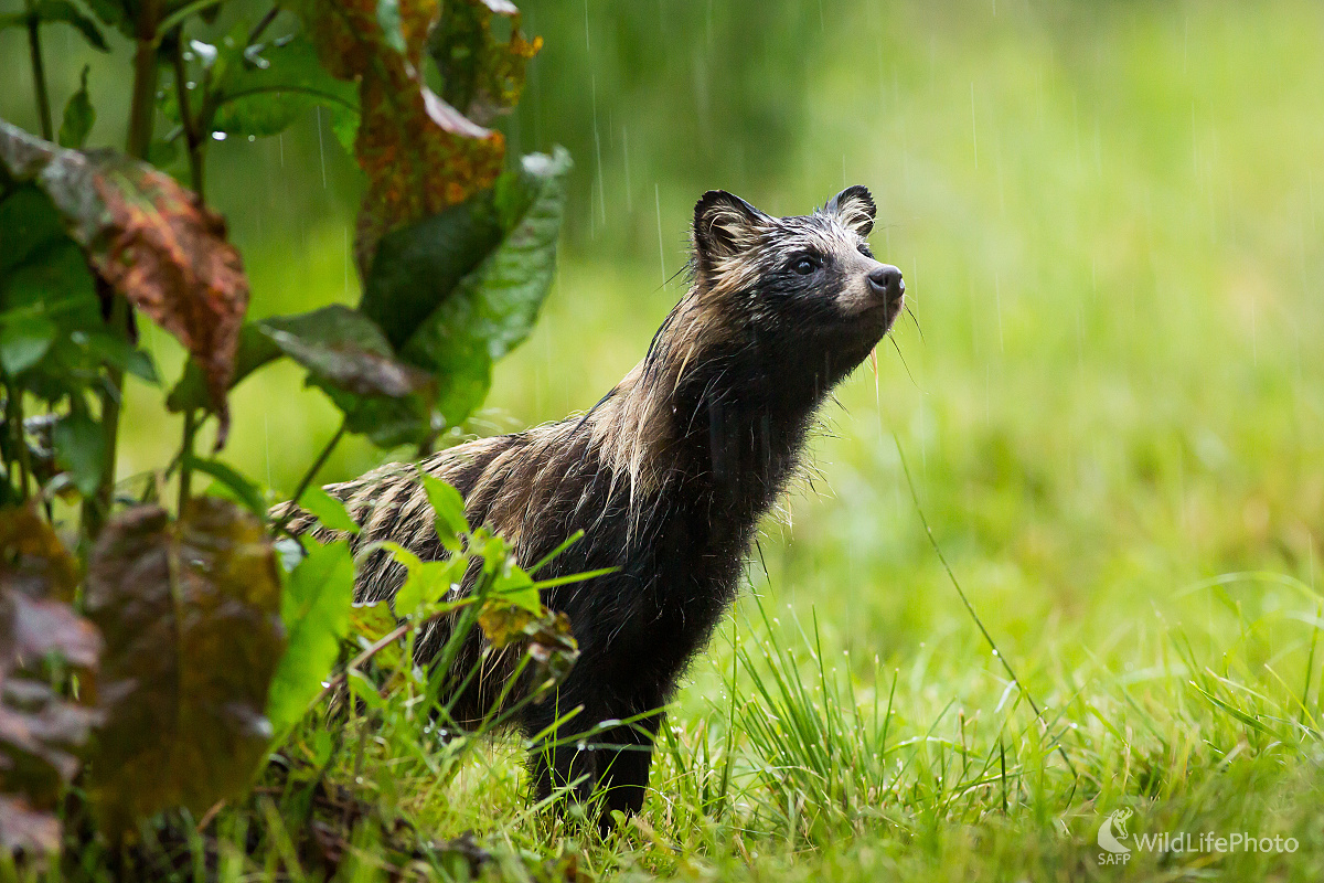 Zmoknutý (Ladislav Dzivjak)