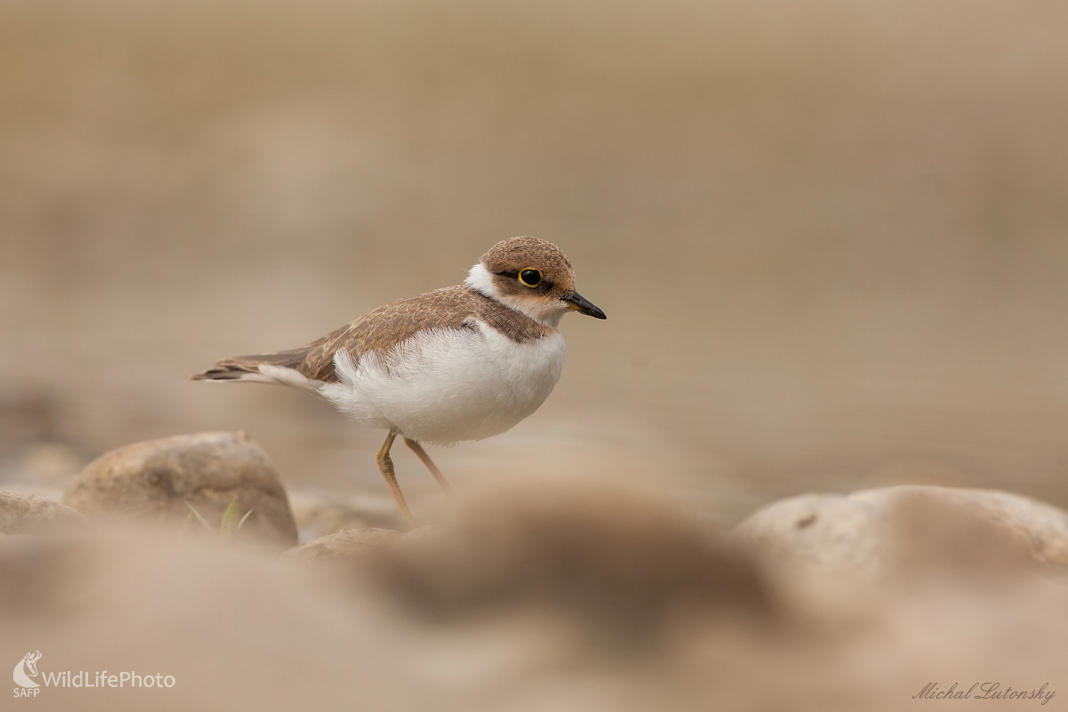 Kulíča (Michal Lutonský)