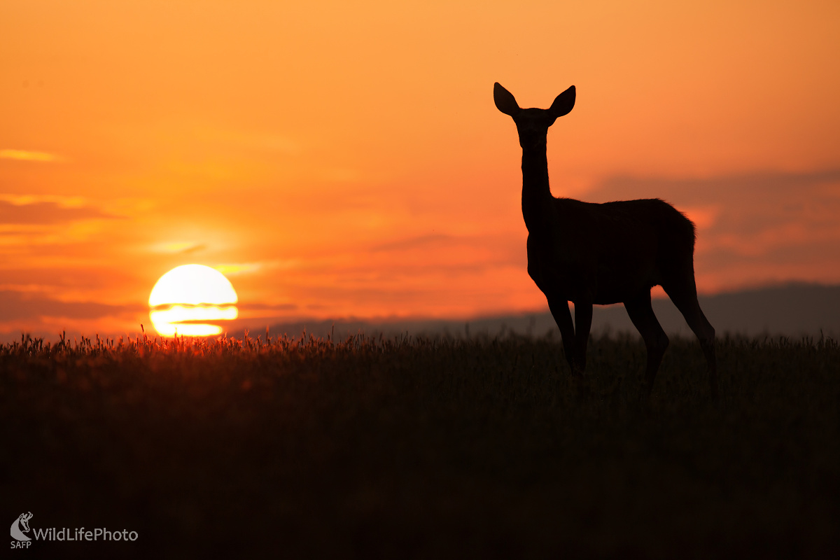 Ranná siesta (Michal Lutonský)