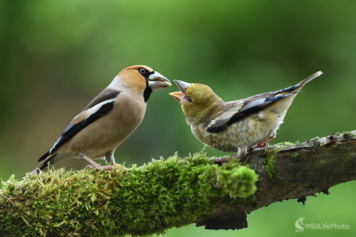 Daj papu (Ľubomír Ondráško)
