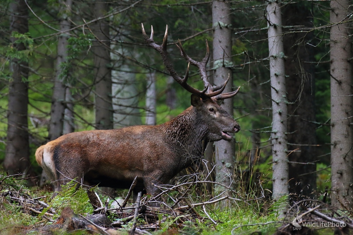V šere horského lesa (Vladimír Michalec)