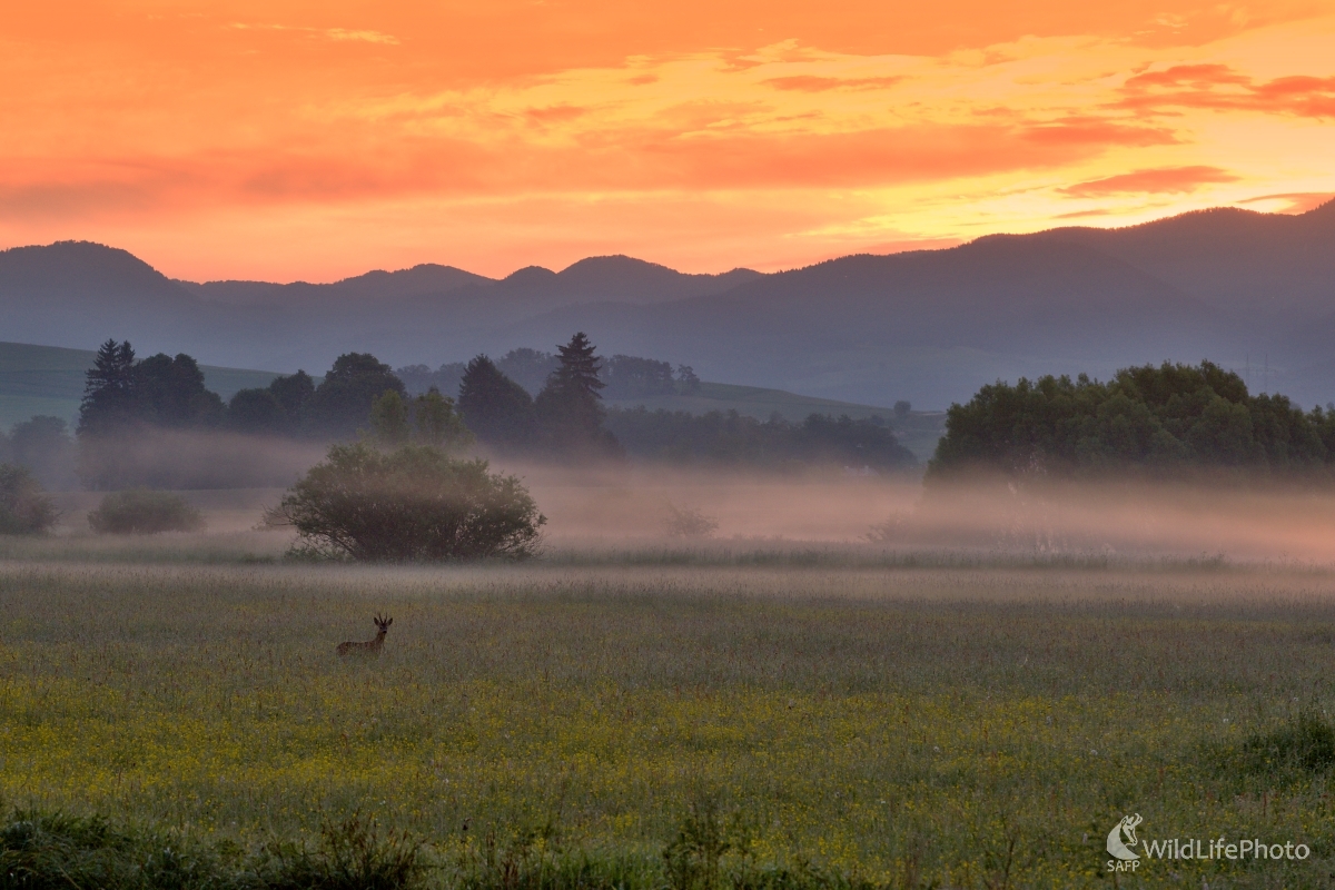 Na brieždení (František Hromada)
