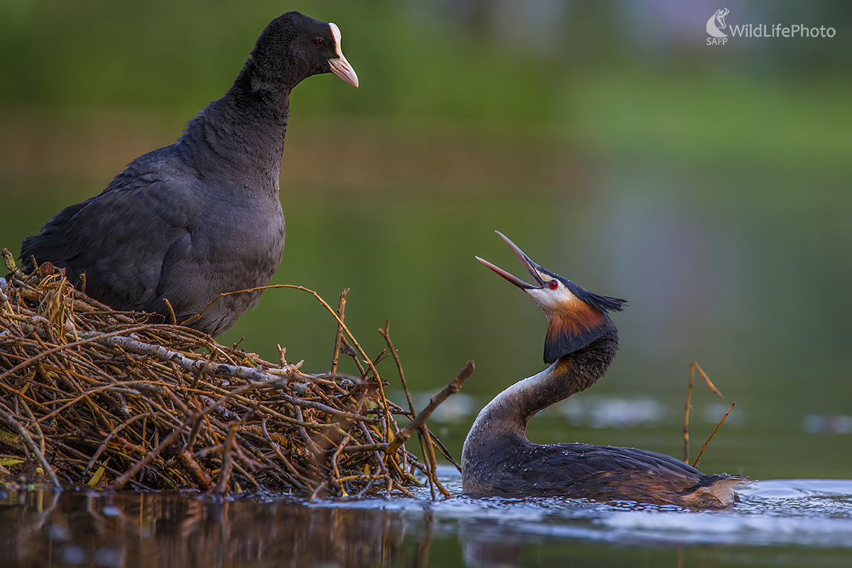 Boj o hniezdo (Ivan Godál)