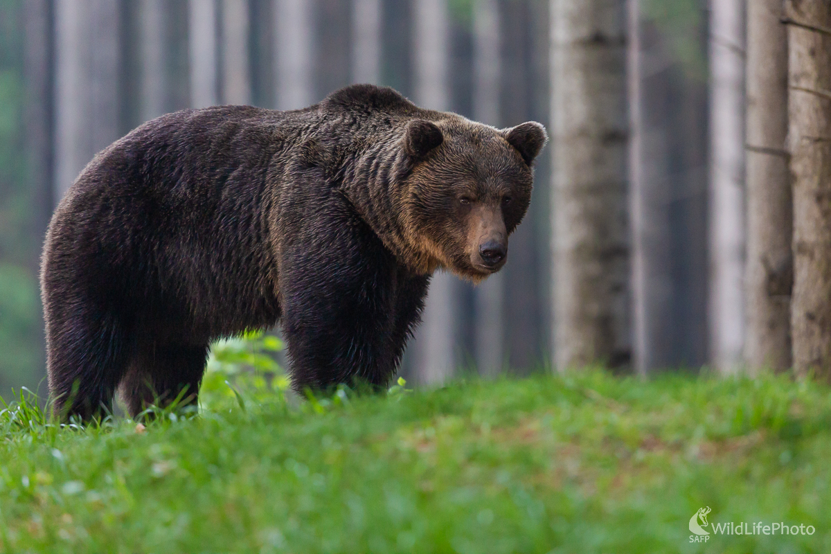 medveď hnedý (Ursus arctos) (Jaroslav Praženka)