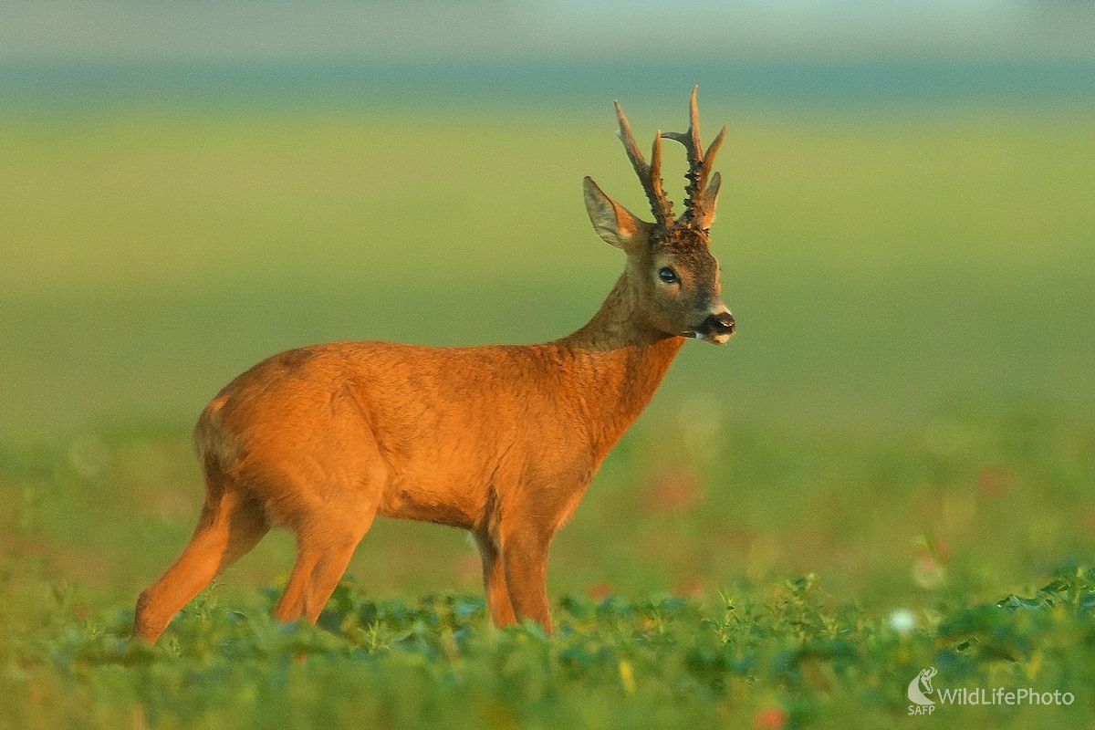 V rannom slnku (Vladimír Sabo)