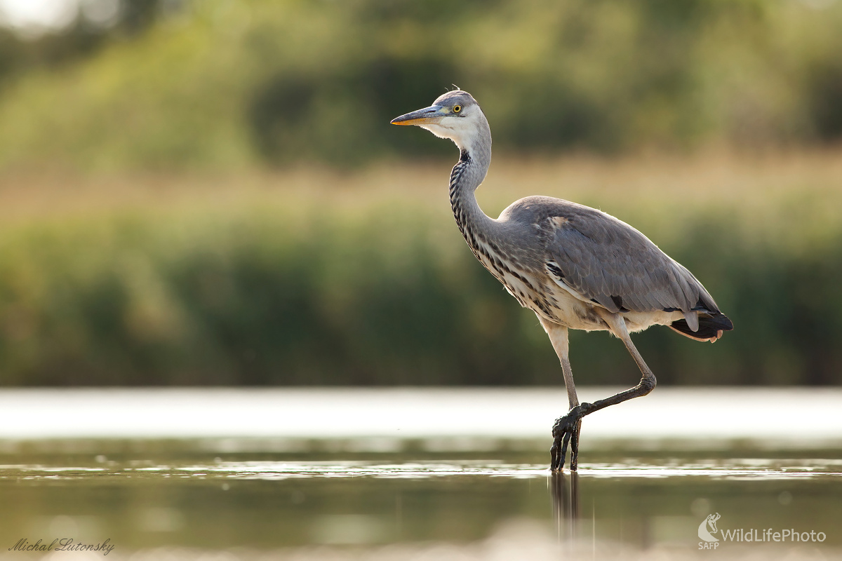 Volavka popolavá (Michal Lutonský)