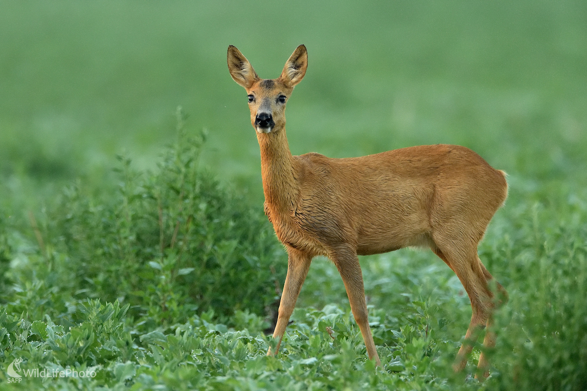 Zmáčaná rannou rosou... (Vladimír Sabo)