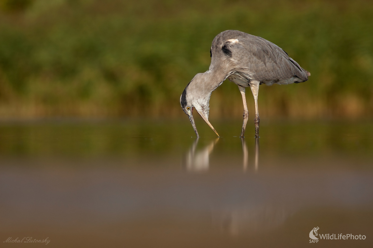 Vysmädnutá (Michal Lutonský)