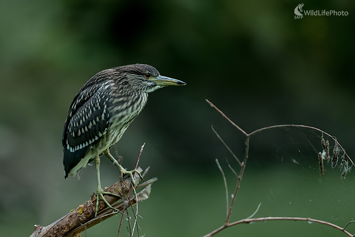 Nočný lovec (Ľubomír Ondráško)