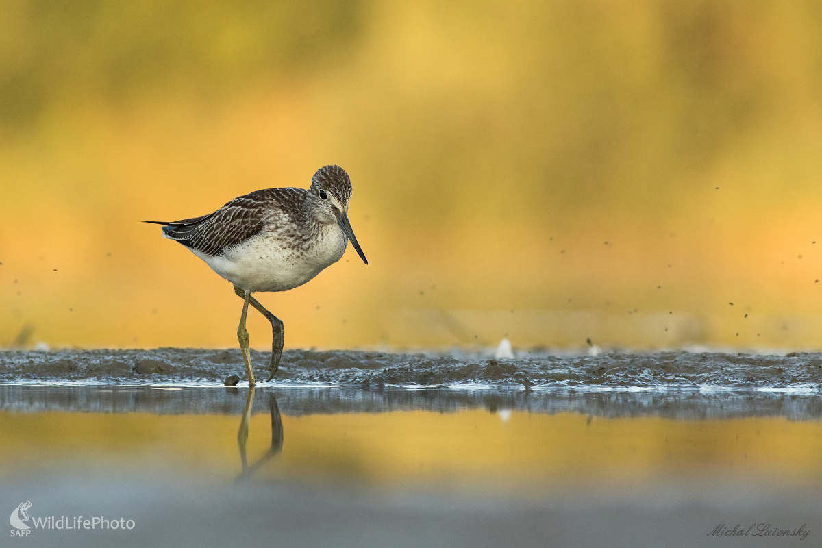 Kalužiak sivý (Michal Lutonský)