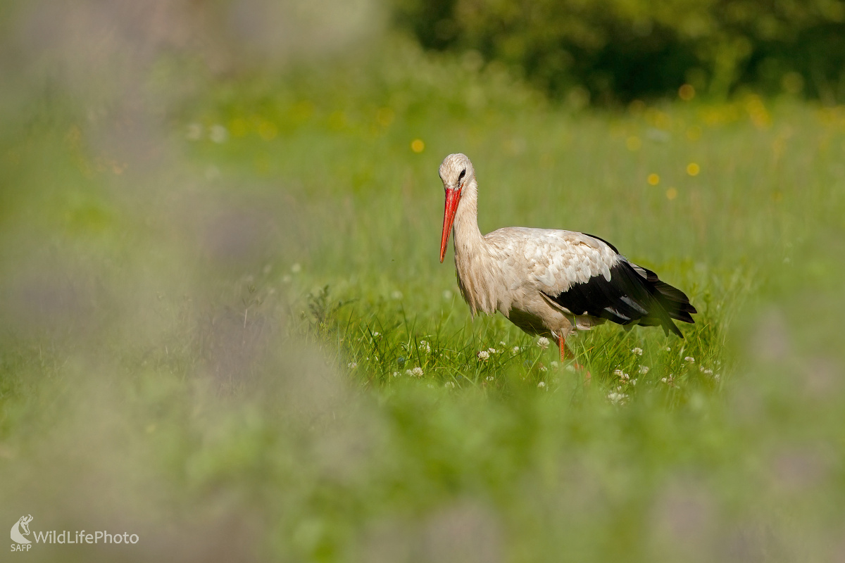 V kvetinovom závoji (Michal Lutonský)