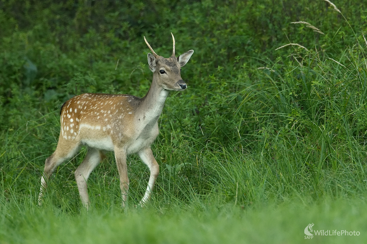 Daniel škvrnitý /Dama dama/ (Vladimír Sabo)