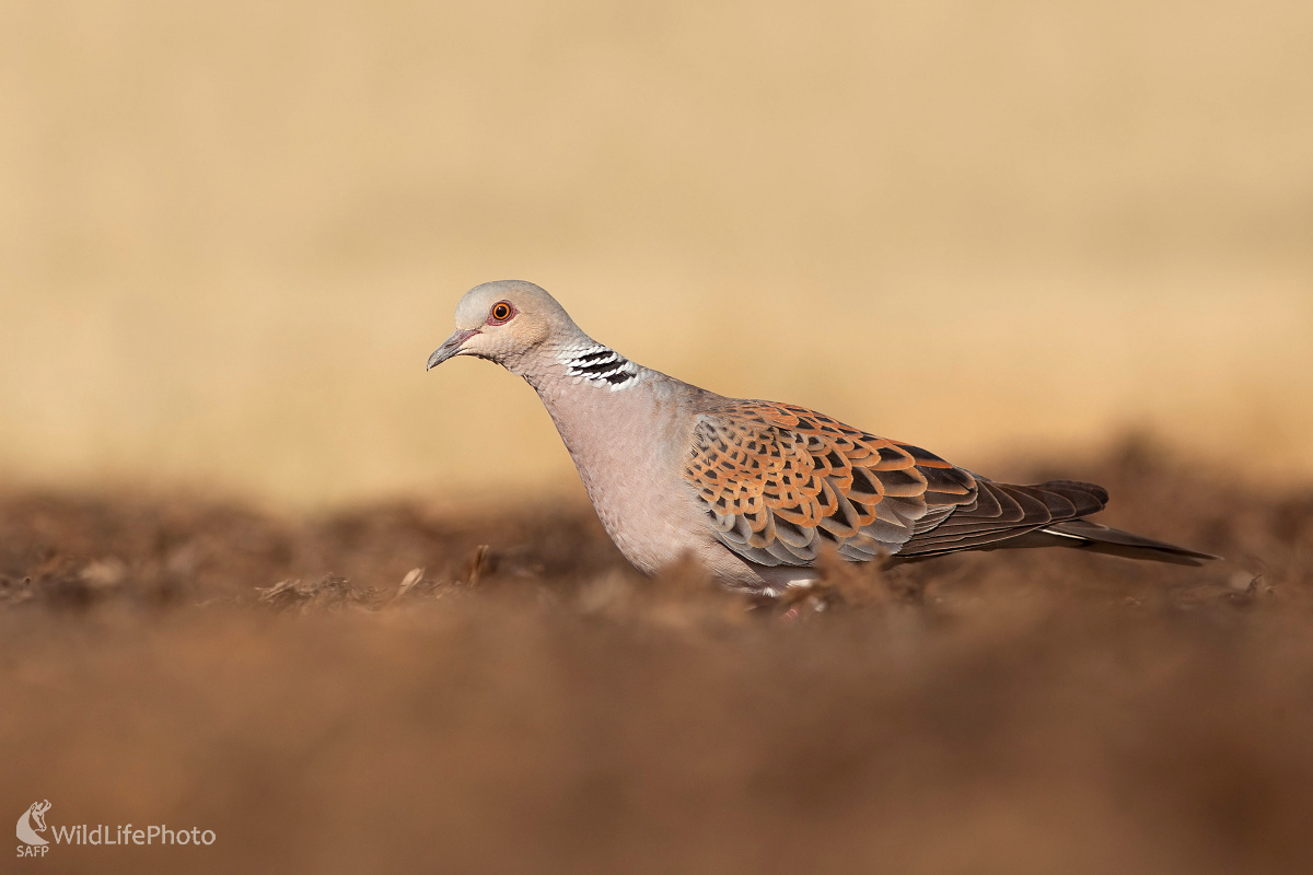 Hrdlička poľná  (Michal Lutonský)