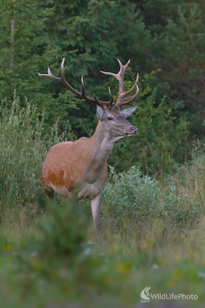Jeleň  lesný (Dominik Kalata)