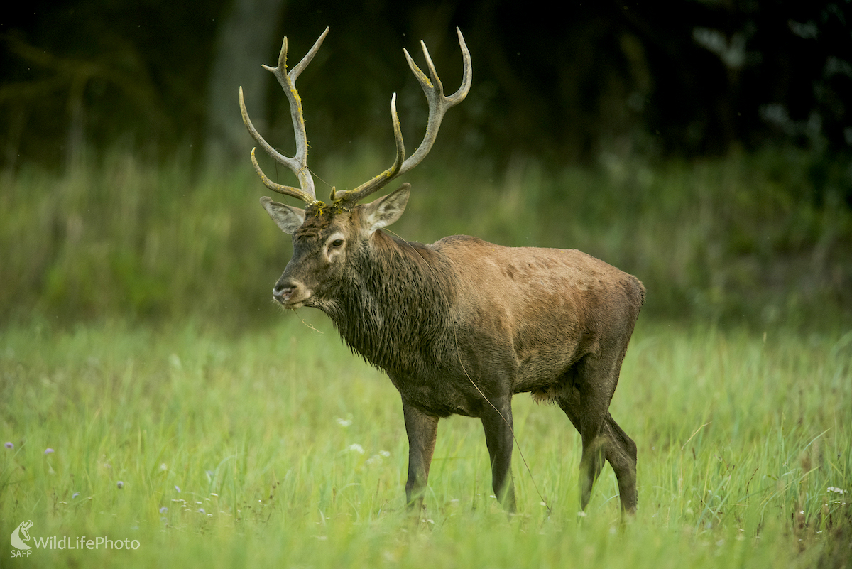Jeleň lesný (Vladimír Sabo)