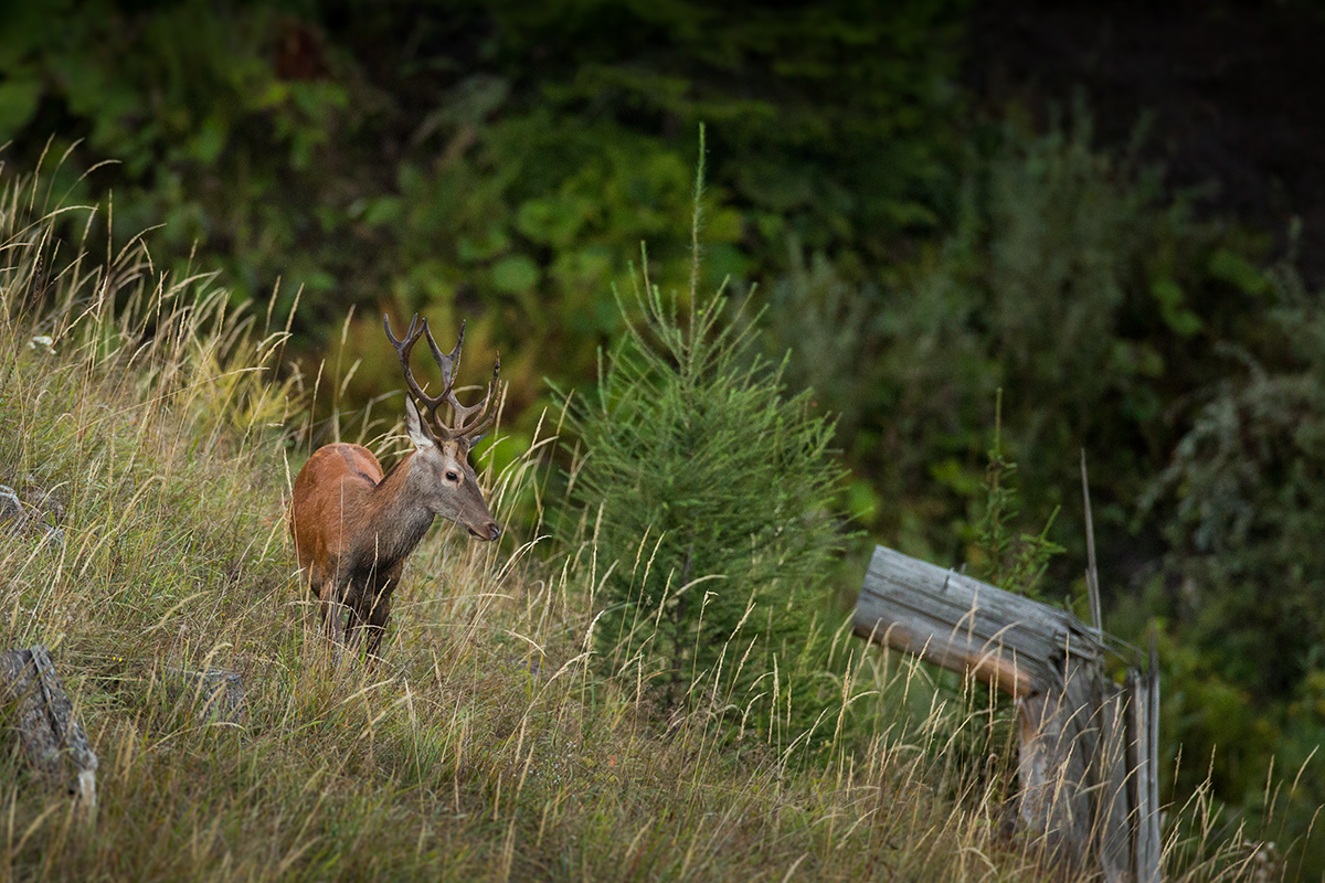 Jelen lesný (Lukáš Andreides)
