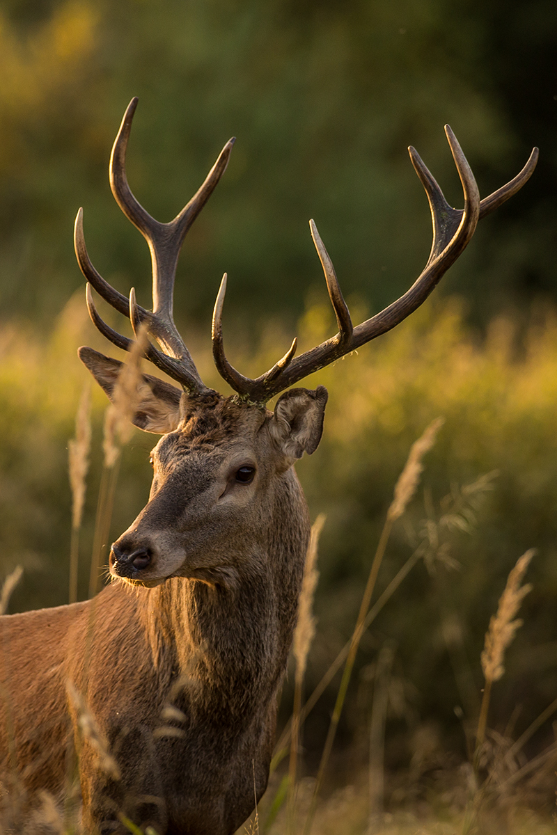 Jelen lesný (Lukáš Andreides)