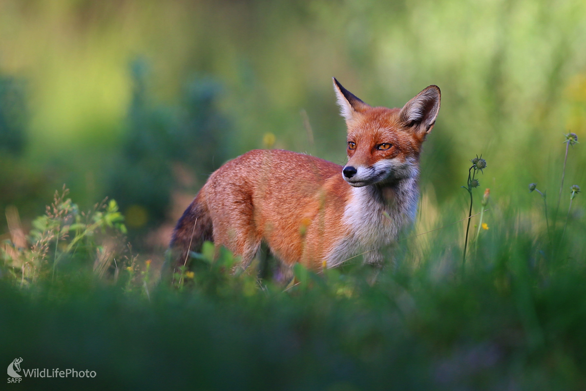 Šibalka (Dominik Kalata)