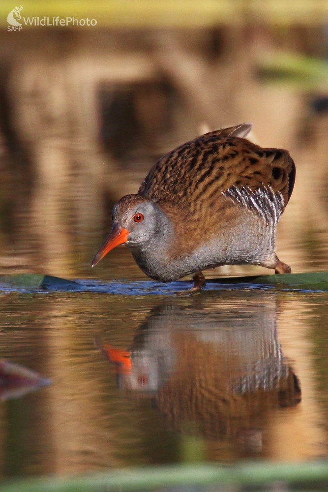 Na love (Vladimír Michalec)