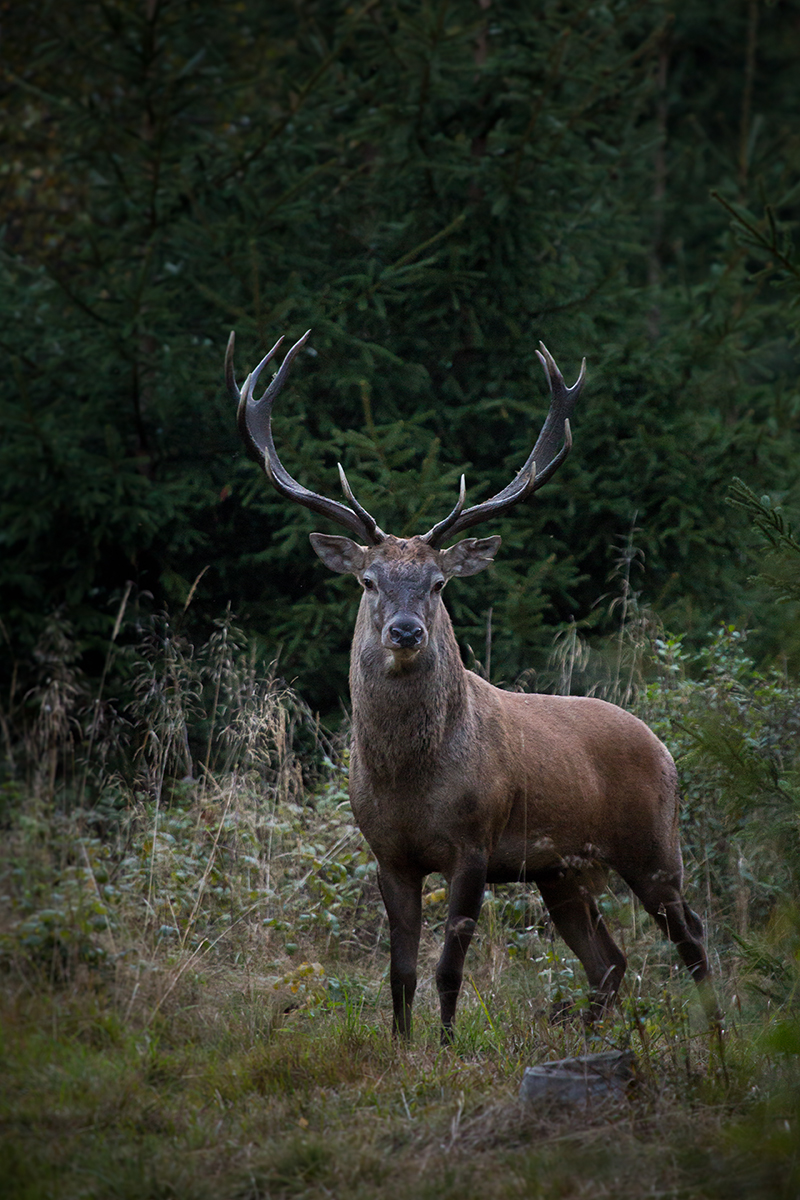 Jelen lesný (Lukáš Andreides)