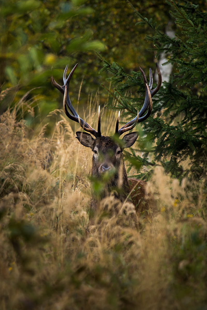 Jelen lesný (Lukáš Andreides)