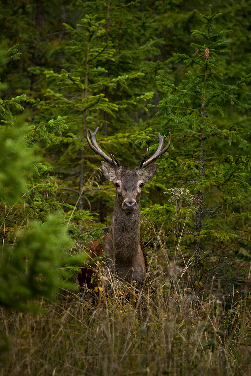 Jeleň lesný (Lukáš Andreides)
